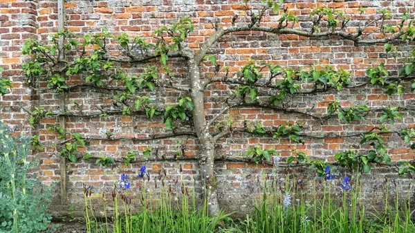 How to Plan a Fruit Tree Espalier Along a Fence in a UK Townhouse Garden?