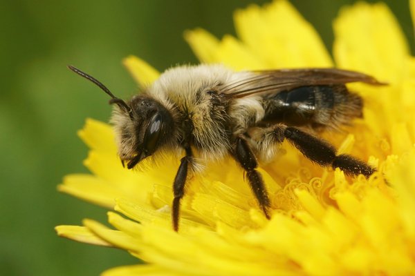 How do you build a bee-friendly garden in a densely populated area of London?